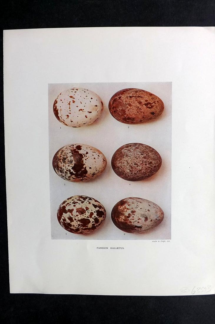 Dresser, Henry 1910 Folio Bird Egg Print. Pandion: Folio Halftone Lithograph Published 1905-10, London for "Eggs Of The Birds Of Europe..." by Henry Dresser. Rare. Paper Size: 13 x 10 inch (33 x 25cm) Good Condition