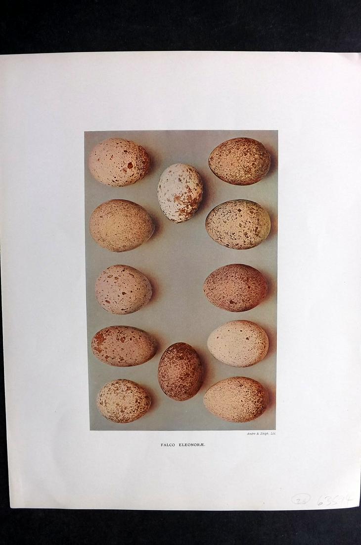 Dresser, Henry 1910 Folio Bird Egg. Falco Eleonorae: Folio Halftone Lithograph Published 1905-10, London for "Eggs Of The Birds Of Europe..." by Henry Dresser. Rare. Paper Size: 13 x 10 inch (33 x 25cm) Good Condition