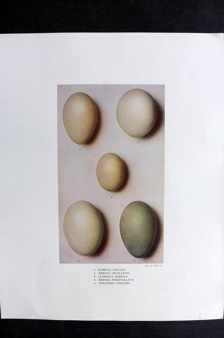 Dresser, Henry 1910 Folio Bird Egg Print. Eunetta etc: Folio Halftone Lithograph Published 1905-10, London for "Eggs Of The Birds Of Europe..." by Henry Dresser. Rare. Paper Size: 13 x 10 inch (33 x 25cm) Good Condition