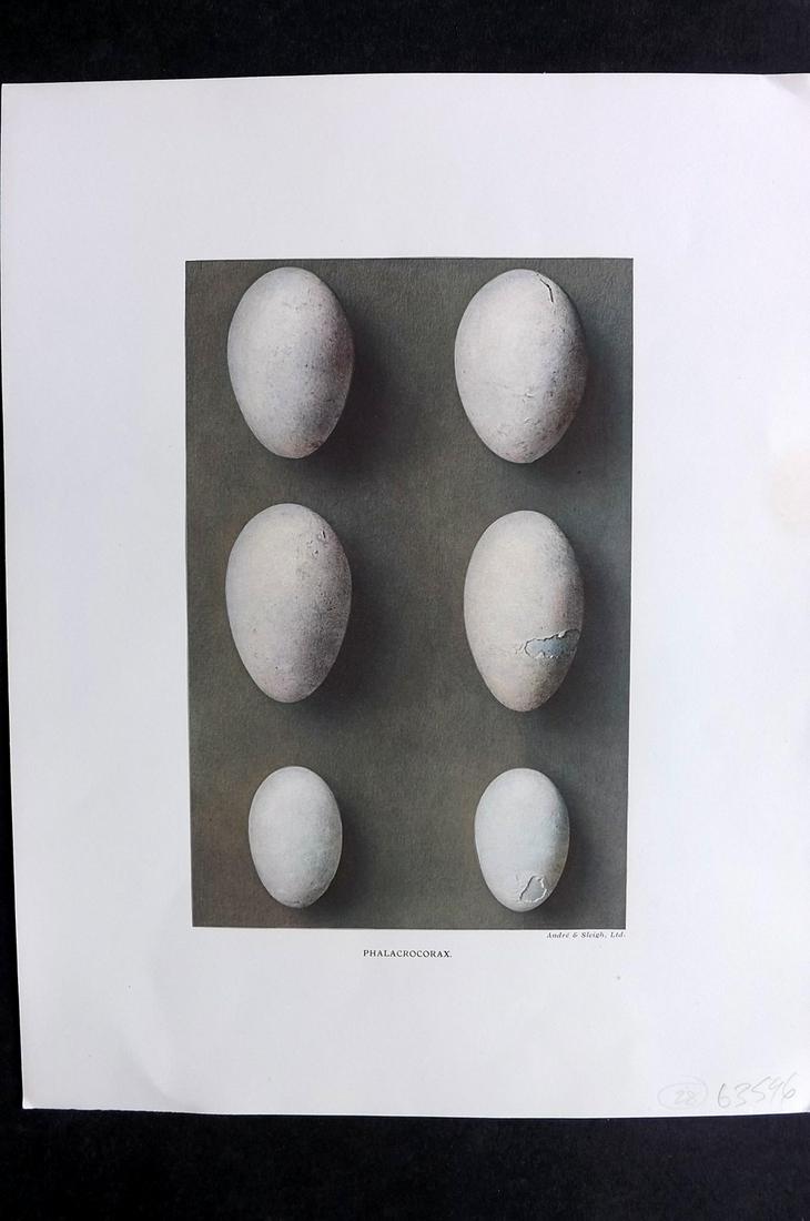 Dresser, Henry 1910 Folio Bird Egg Print. Phalacrocorax: Folio Halftone Lithograph Published 1905-10, London for "Eggs Of The Birds Of Europe..." by Henry Dresser. Rare. Paper Size: 13 x 10 inch (33 x 25cm) Good Condition