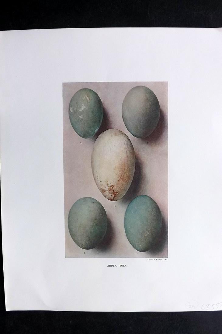 Dresser, Henry 1910 Folio Bird Egg Print. Ardea, Sula (1 of 2)