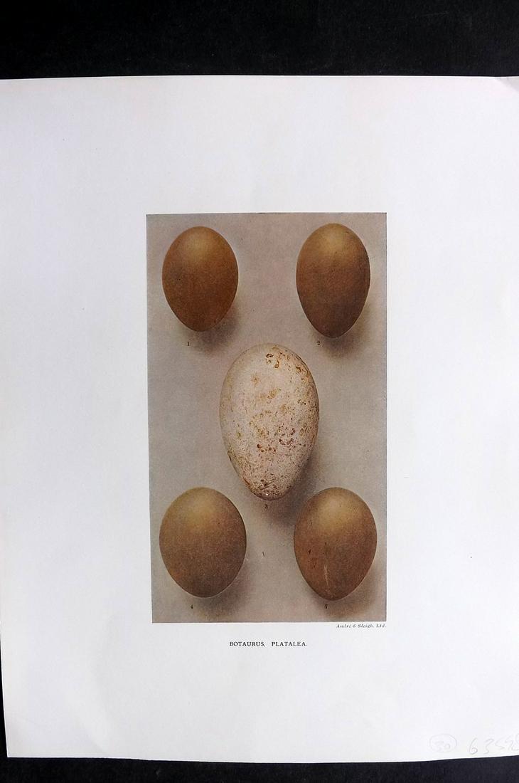 Dresser, Henry 1910 Bird Egg Print. Botaurus, Platalea: Folio Halftone Lithograph Published 1905-10, London for "Eggs Of The Birds Of Europe..." by Henry Dresser. Rare. Paper Size: 13 x 10 inch (33 x 25cm) Good Condition