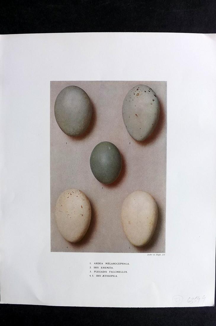 Dresser, Henry 1910 Folio Bird Egg Print. Ardea (1 of 2)