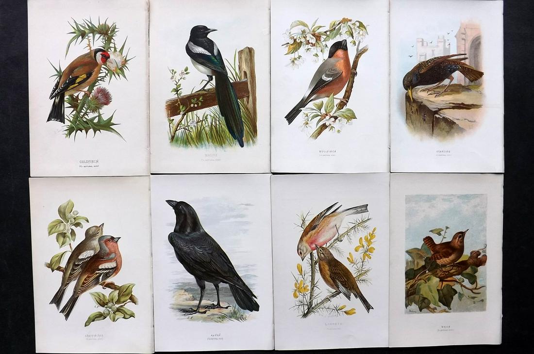 Swaysland, Walter 1883 Lot of 8 Bird Prints. 1st Ed.: Chromolithographs Published 1883, London for "Familiar Wild Birds" First Edition by Walter Swaysland. Illustrated by Archibald Thorburn and others. Paper Size: 7.5 x 5 inch (19 x 13cm) Good Condition