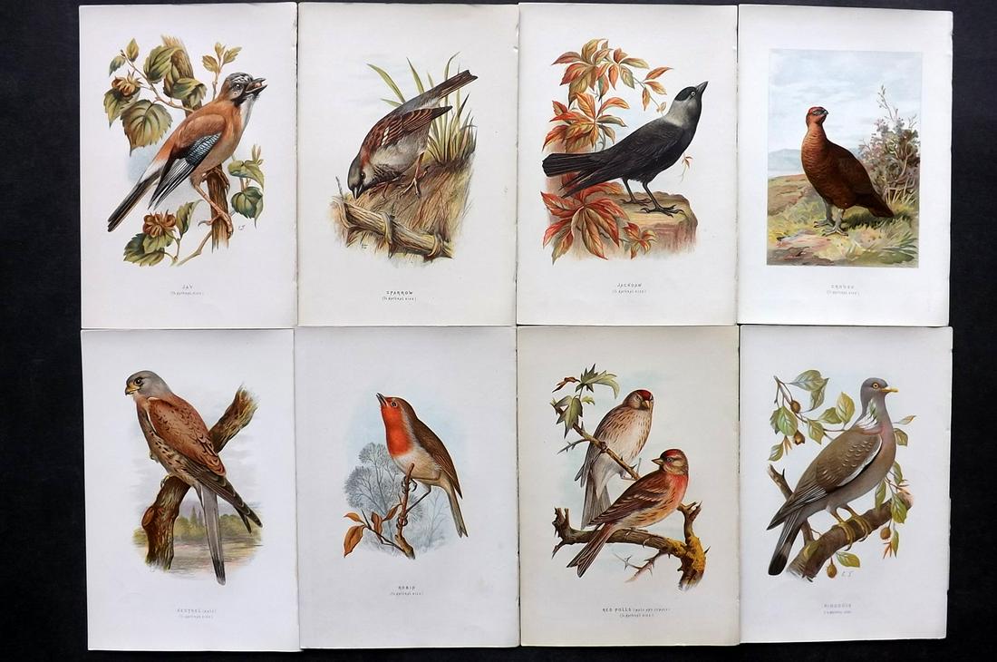 Swaysland, Walter 1883 Lot of 8 Bird Prints. 1st Ed.: Chromolithographs Published 1883, London for "Familiar Wild Birds" First Edition by Walter Swaysland. Illustrated by Archibald Thorburn and others. Paper Size: 7.5 x 5 inch (19 x 13cm) Good Condition