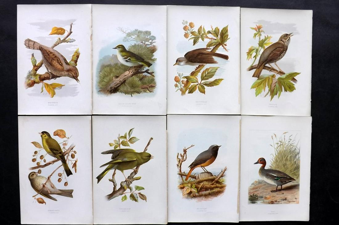 Swaysland, Walter 1883 Lot of 8 Bird Prints. 1st Ed.: Chromolithographs Published 1883, London for "Familiar Wild Birds" First Edition by Walter Swaysland. Illustrated by Archibald Thorburn and others. Paper Size: 7.5 x 5 inch (19 x 13cm) Good Condition