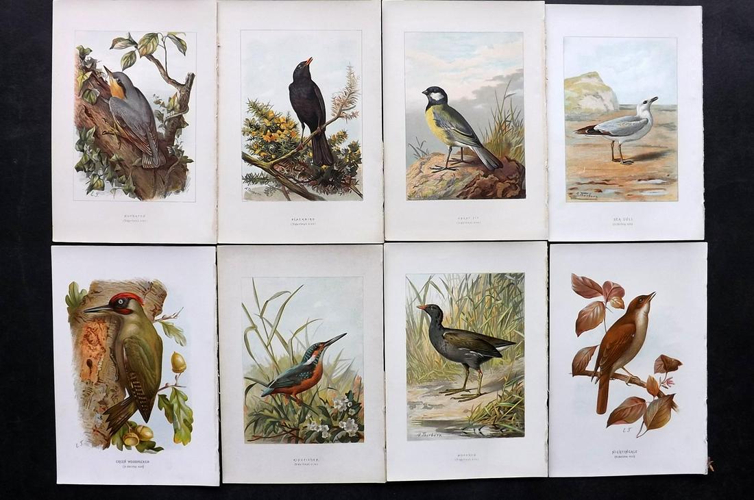Swaysland, Walter 1883 Lot of 8 Bird Prints. 1st Ed.: Chromolithographs Published 1883, London for "Familiar Wild Birds" First Edition by Walter Swaysland. Illustrated by Archibald Thorburn and others. Paper Size: 7.5 x 5 inch (19 x 13cm) Good Condition