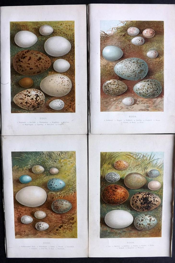 Swaysland, Walter 1883 Lot of 4 Bird Egg Prints: Chromolithographs Published 1883, London for "Familiar Wild Birds" First Edition by Walter Swaysland. Illustrated by Archibald Thorburn and others. Paper Size: 7.5 x 5 inch (19 x 13cm) Good Condition