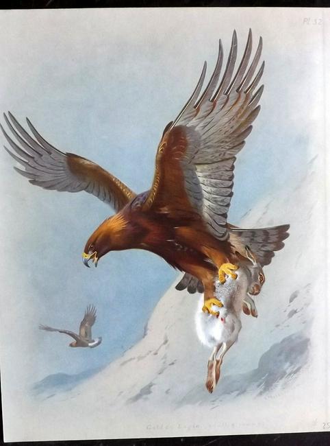 Thorburn, Archibald 1915 Rare Bird Print. Golden Eagle (1 of 2)