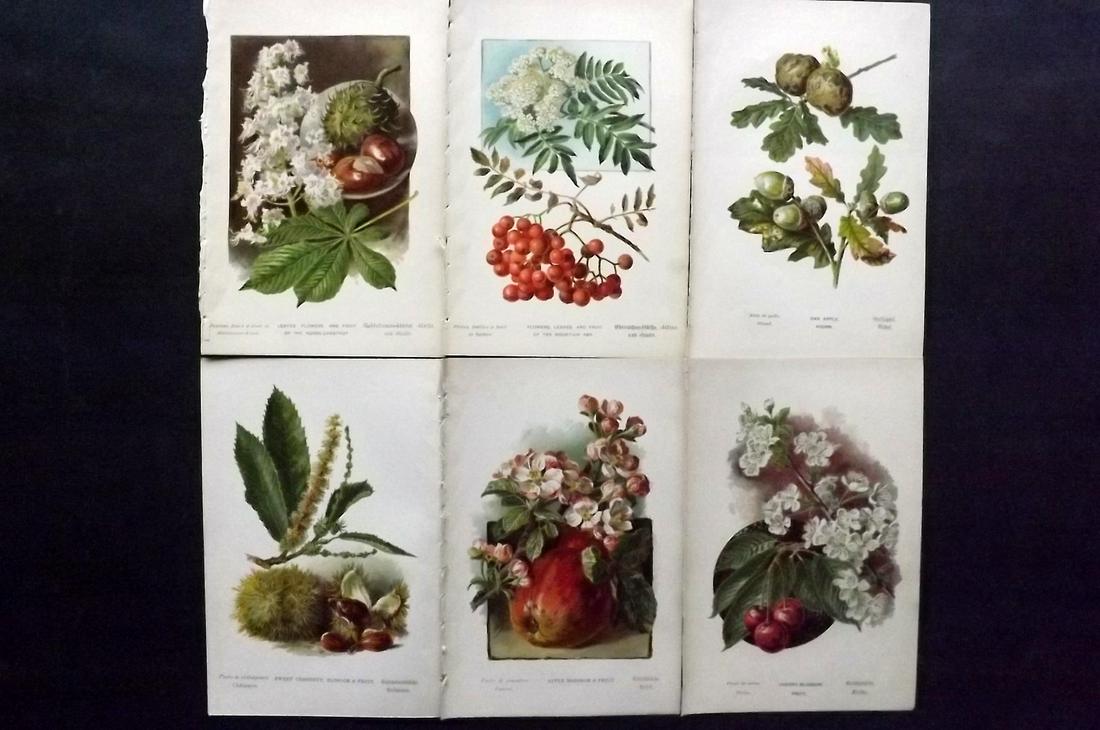 Boulger, George 1888 Lot 6 Fruit & Nut Prints. 1st Ed. (1 of 2)