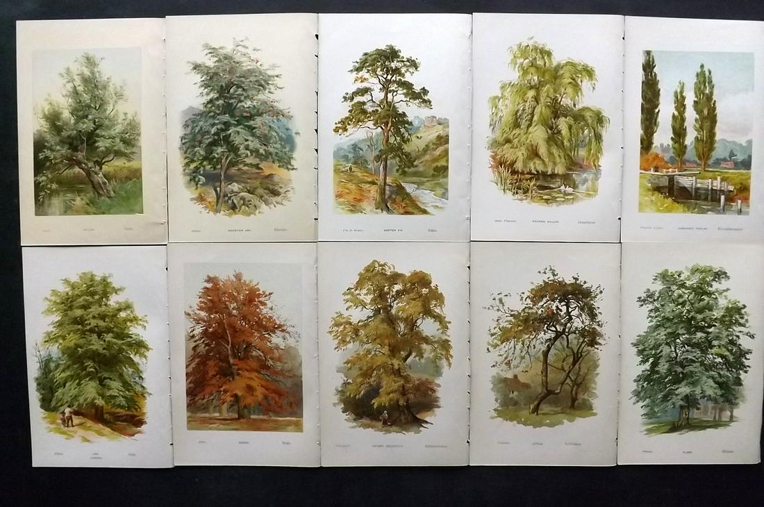 Boulger, George 1888 Lot of 10 Tree Prints. 1st Ed. (1 of 2)