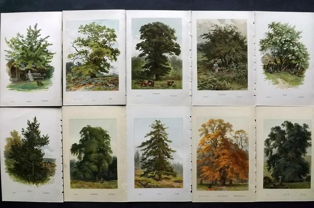 Boulger, George 1888 Lot of 10 Tree Prints. 1st Ed. (1 of 2)