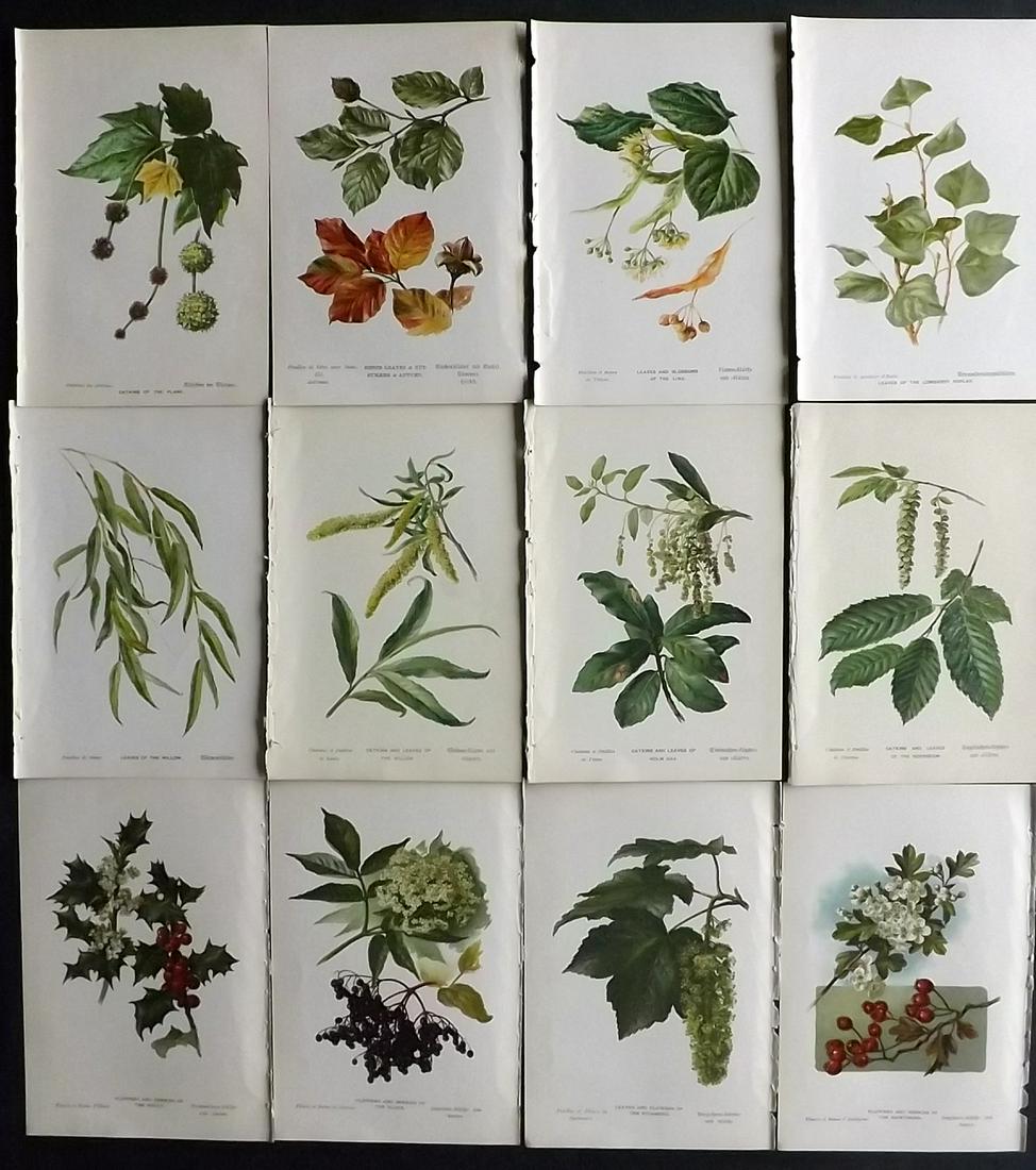 Boulger, George 1888 Lot of 12 Botanical Prints. 1st Ed (1 of 2)