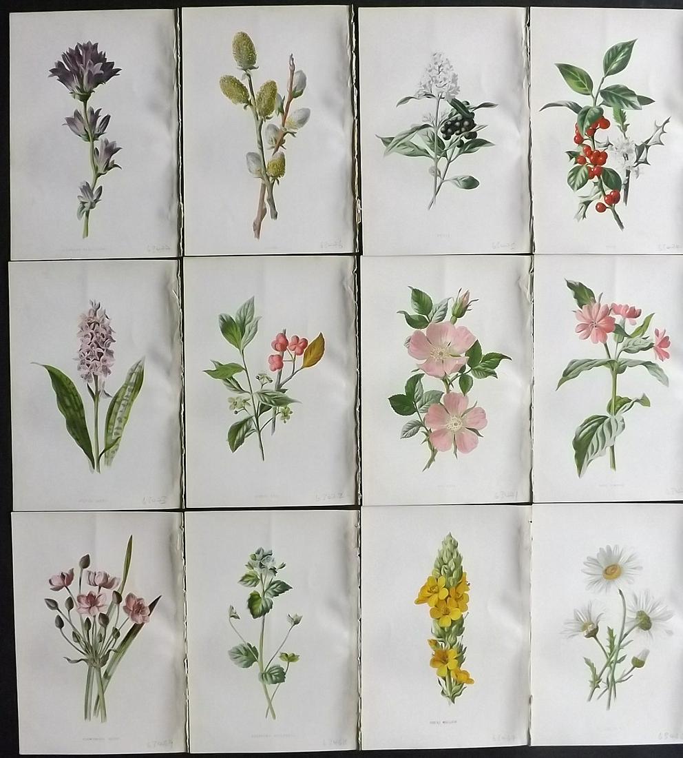Hulme, Edward C1880 Lot of 12 Botanical Prints. 1st Ed. (1 of 2)