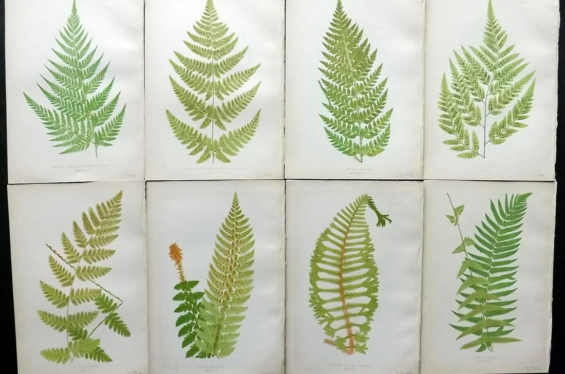Lowe, Edward 1872 Lot of 8 Antique Fern Prints: Woodblocks Published 1872 by Groombridge and Sons, London for "Ferns: British and Exotic" by Edward Lowe. Illustrated by A.F. Lydon. Printed by Benjamin Fawcett. Paper Size: 10 x 7 inch (25 x 18cm) Go