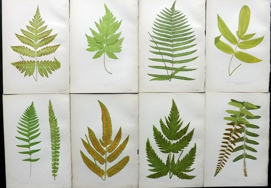 Lowe, Edward 1872 Lot of 8 Antique Fern Prints: Woodblocks Published 1872 by Groombridge and Sons, London for "Ferns: British and Exotic" by Edward Lowe. Illustrated by A.F. Lydon. Printed by Benjamin Fawcett. Paper Size: 10 x 7 inch (25 x 18cm) Go