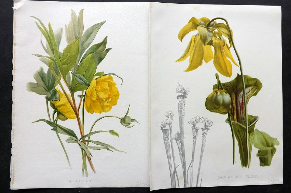 Moon, Henry 1905 Pair of Folio Botanical Prints (1 of 2)
