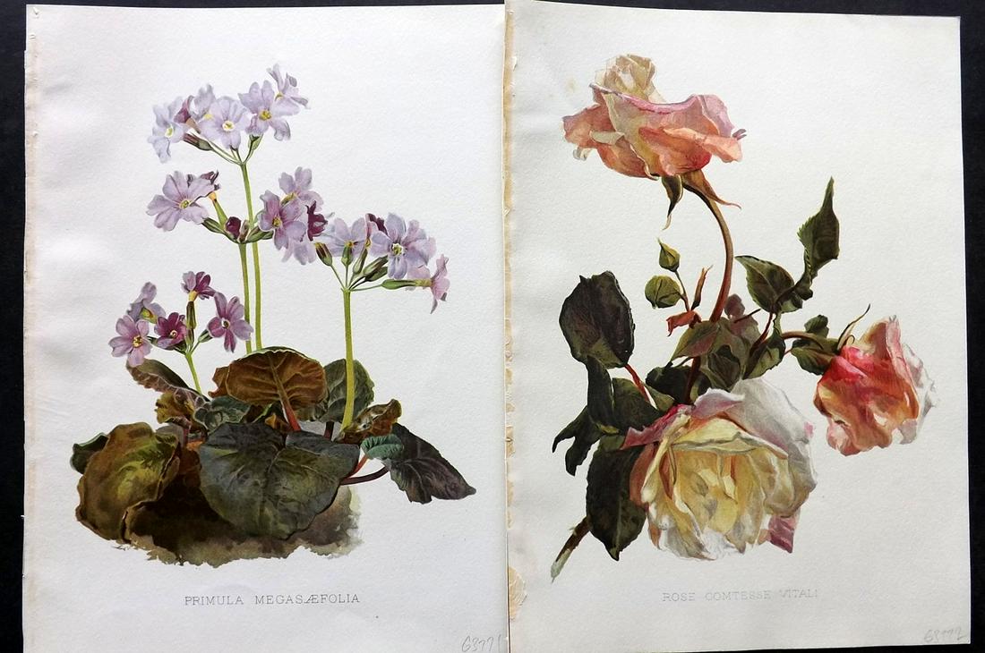 Moon, Henry 1905 Pair of Folio Botanical Prints: Chromolithographs Published 1903-05, London for "Flora and Sylva" by William Robinson. Illustrated by Henry G. Moon. Paper Size: 12.5 x 9.5 inch (32 x 24cm) Good Condition