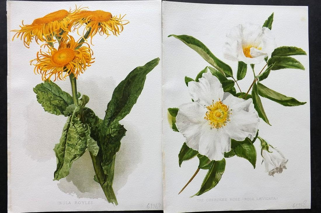 Moon, Henry 1905 Pair of Folio Botanical Prints: Chromolithographs Published 1903-05, London for "Flora and Sylva" by William Robinson. Illustrated by Henry G. Moon. Paper Size: 12.5 x 9.5 inch (32 x 24cm) Good Condition