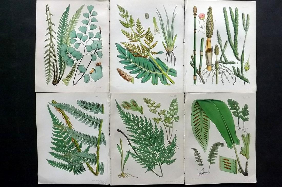Moore, Thomas 1855 Lot of 6 Antique Fern Prints: Lithographs Published 1855, London for "A Popular History of The British Ferns" by Thomas Moore. Printed in colours, some plates with additional hand colour. Paper Size: 6 x 5 inch (16 x 15cm) Good Co