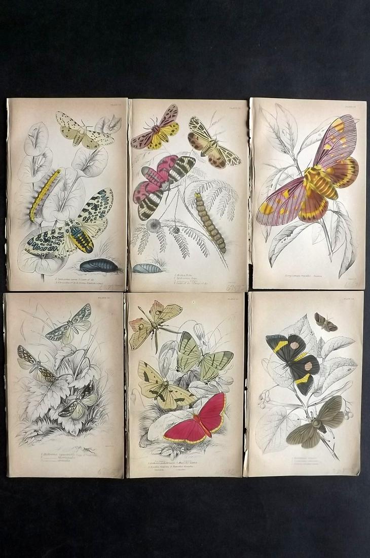 Jardine, William C1850 Lot of 6 HC Prints. Exotic Moths (1 of 2)