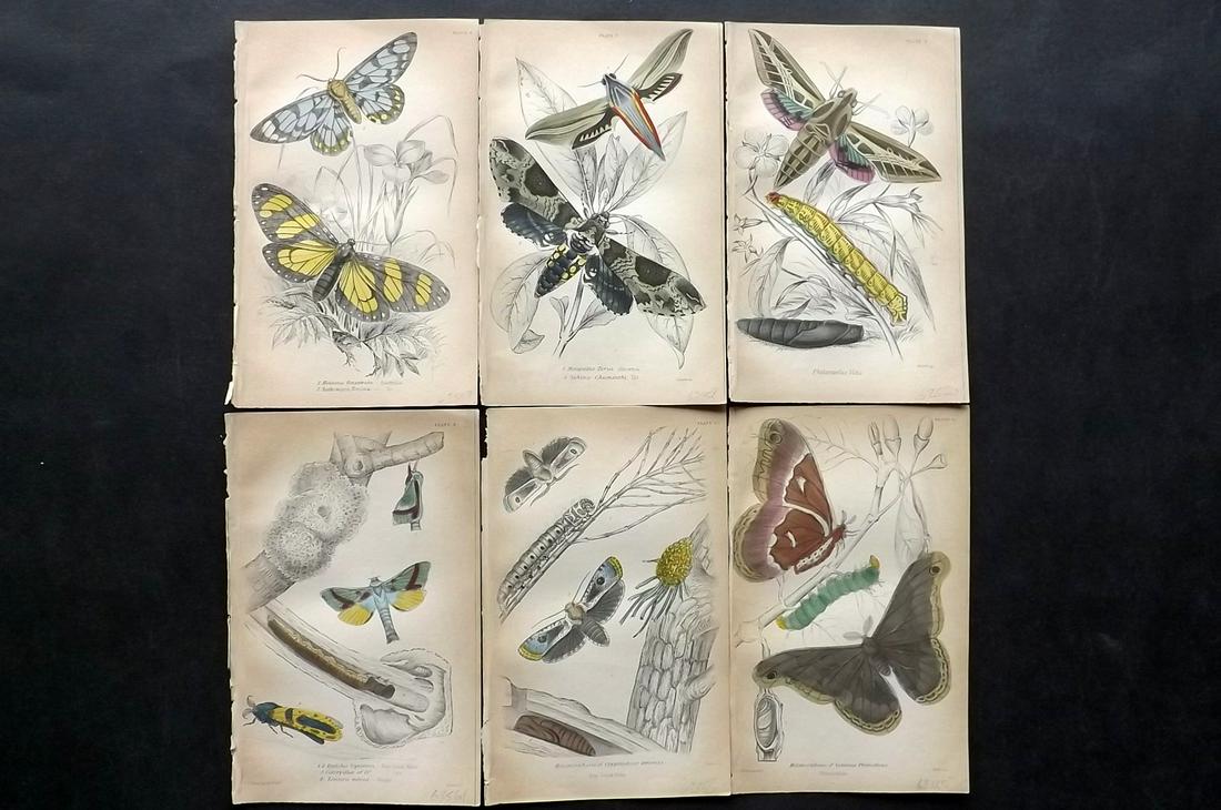 Jardine, William C1850 Lot of 6 HC Prints. Exotic Moths (1 of 2)