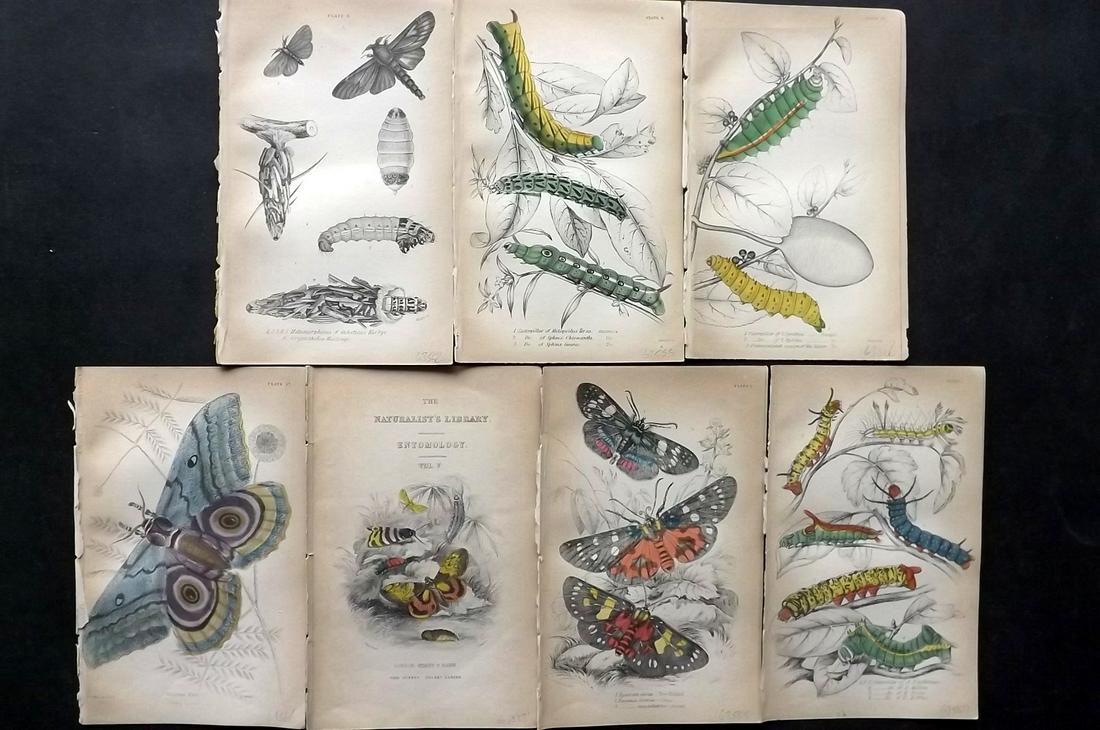 Jardine, William C1850 Lot of 7 HC Prints. Exotic Moths (1 of 2)