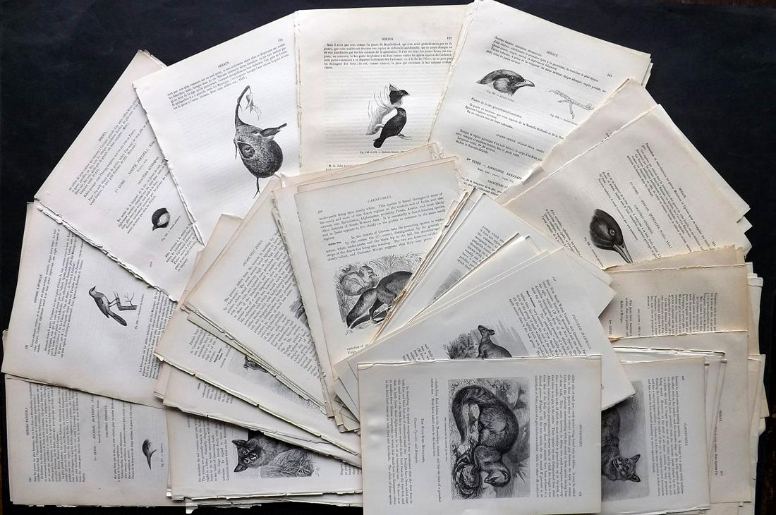 Natural History & Birds 19th Cent. Lot of 100 Illus. (1 of 2)