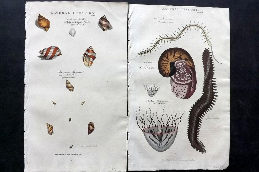 Pantologia 1813 Pair of Hand Col Prints. Shells etc: Hand Colored Copper Plate Published 1806-13, London for "Pantologia: A New Cyclopaedia, Comprehending a Complete Series of Essays" by John Mason Good et al. Paper Size: 9.5 x 6 inch (24 x 15cm) Good C