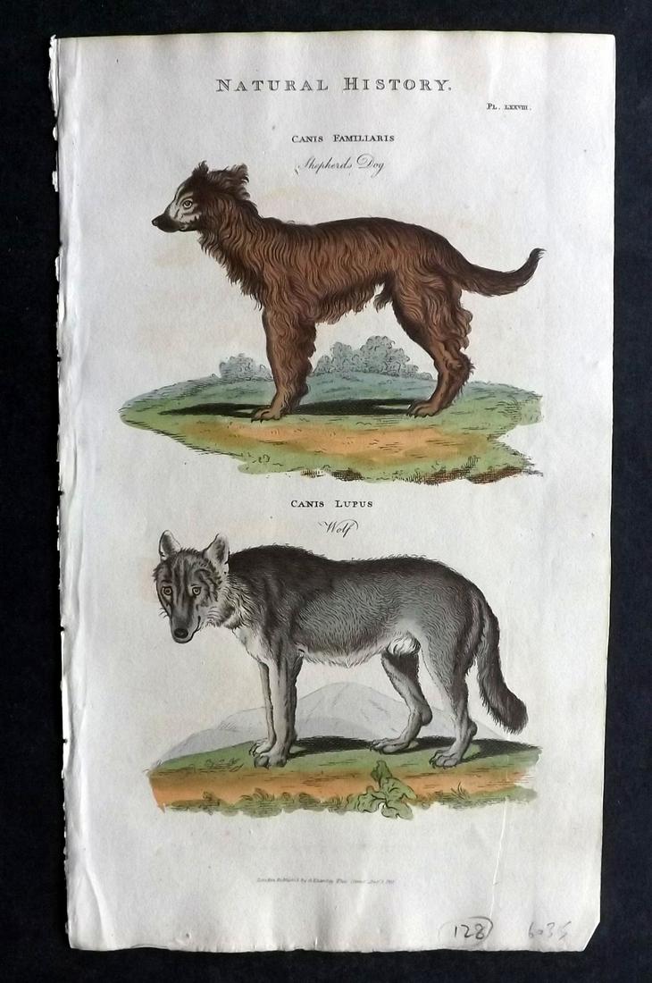 Pantologia 1813 Hand Col Print. Shepherd Dog, Wolf (1 of 2)
