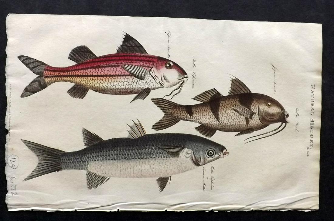 Pantologia 1813 Hand Col Print. Mullet Fish (1 of 2)