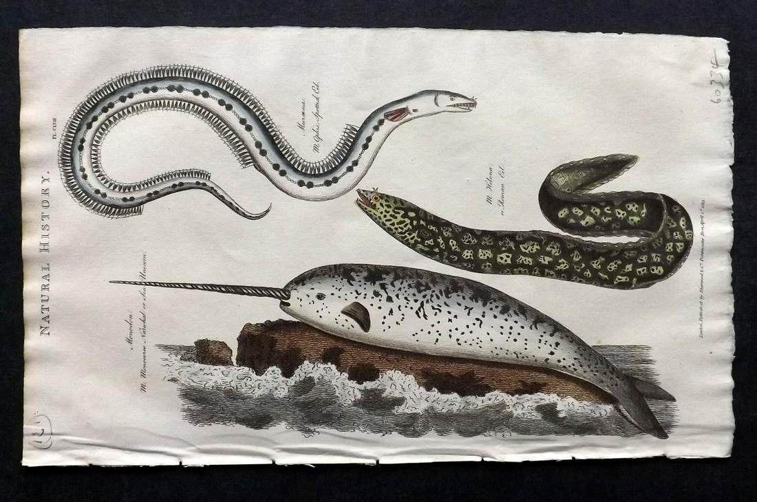 Pantologia 1813 Hand Col Print. Narwhal, Eels: Hand Colored Copper Plate Published 1806-13, London for "Pantologia: A New Cyclopaedia, Comprehending a Complete Series of Essays" by John Mason Good et al. Paper Size: 9.5 x 6 inch (24 x 15cm) Good C