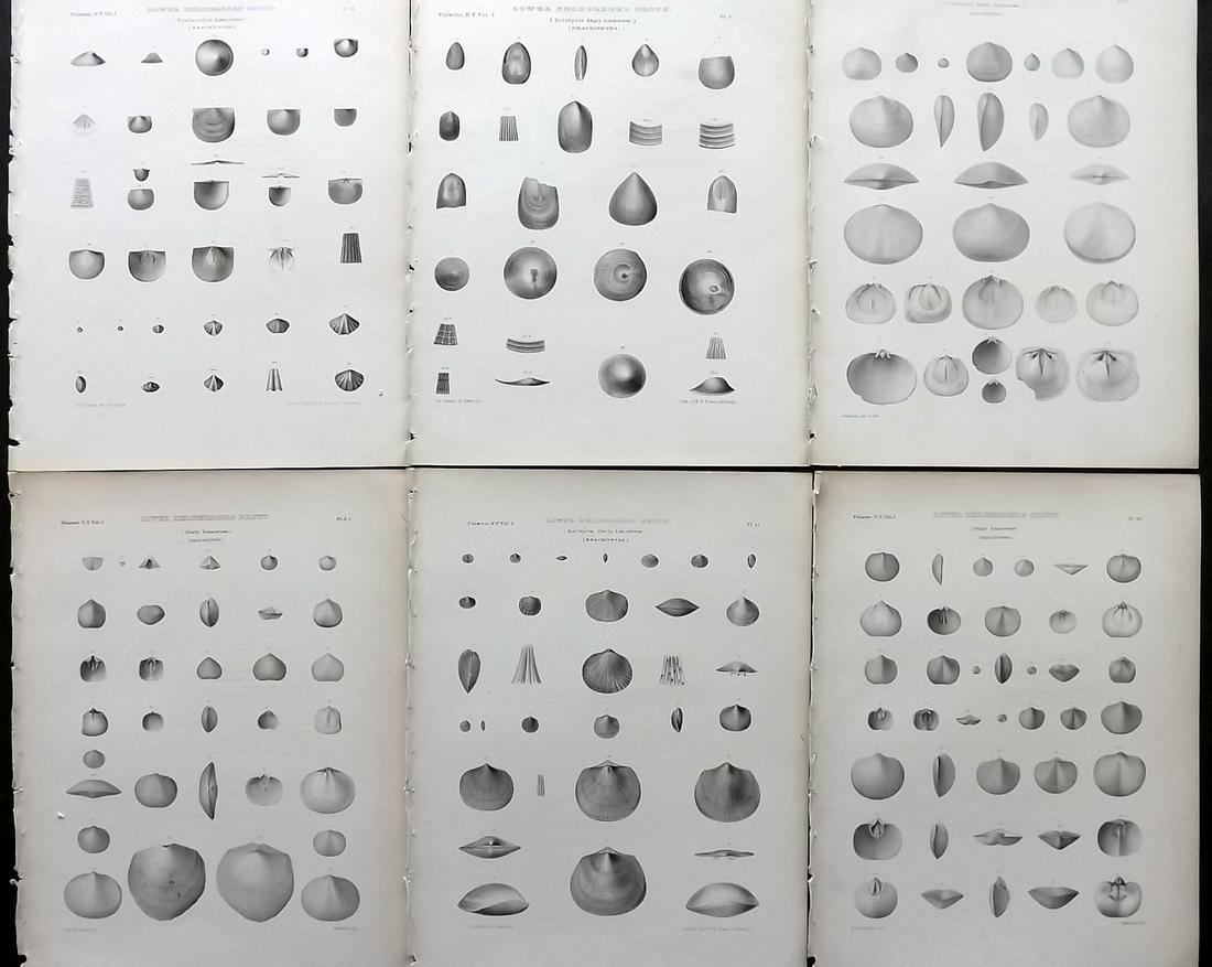 Paleontology New-York 1867 Lot 6 Fossil Shell Prints: Lithographs Published 1867, Albany for the "Palaeontology of New-York" by James Hall. Part of the "Natural History of New York" series. Paper Size: 11.5 x 9 inch (29 x 23cm) Good Condition