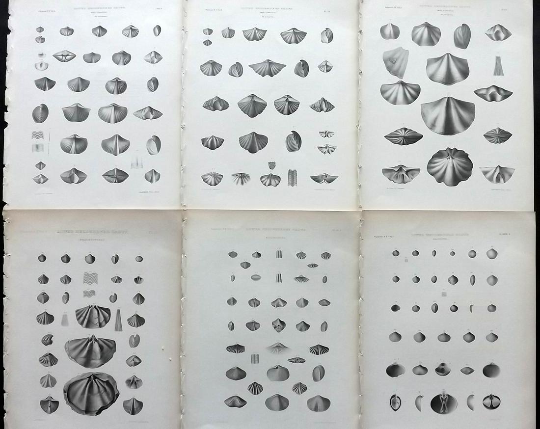 Paleontology New-York 1867 Lot 6 Fossil Shell Prints: Lithographs Published 1867, Albany for the "Palaeontology of New-York" by James Hall. Part of the "Natural History of New York" series. Paper Size: 11.5 x 9 inch (29 x 23cm) Good Condition