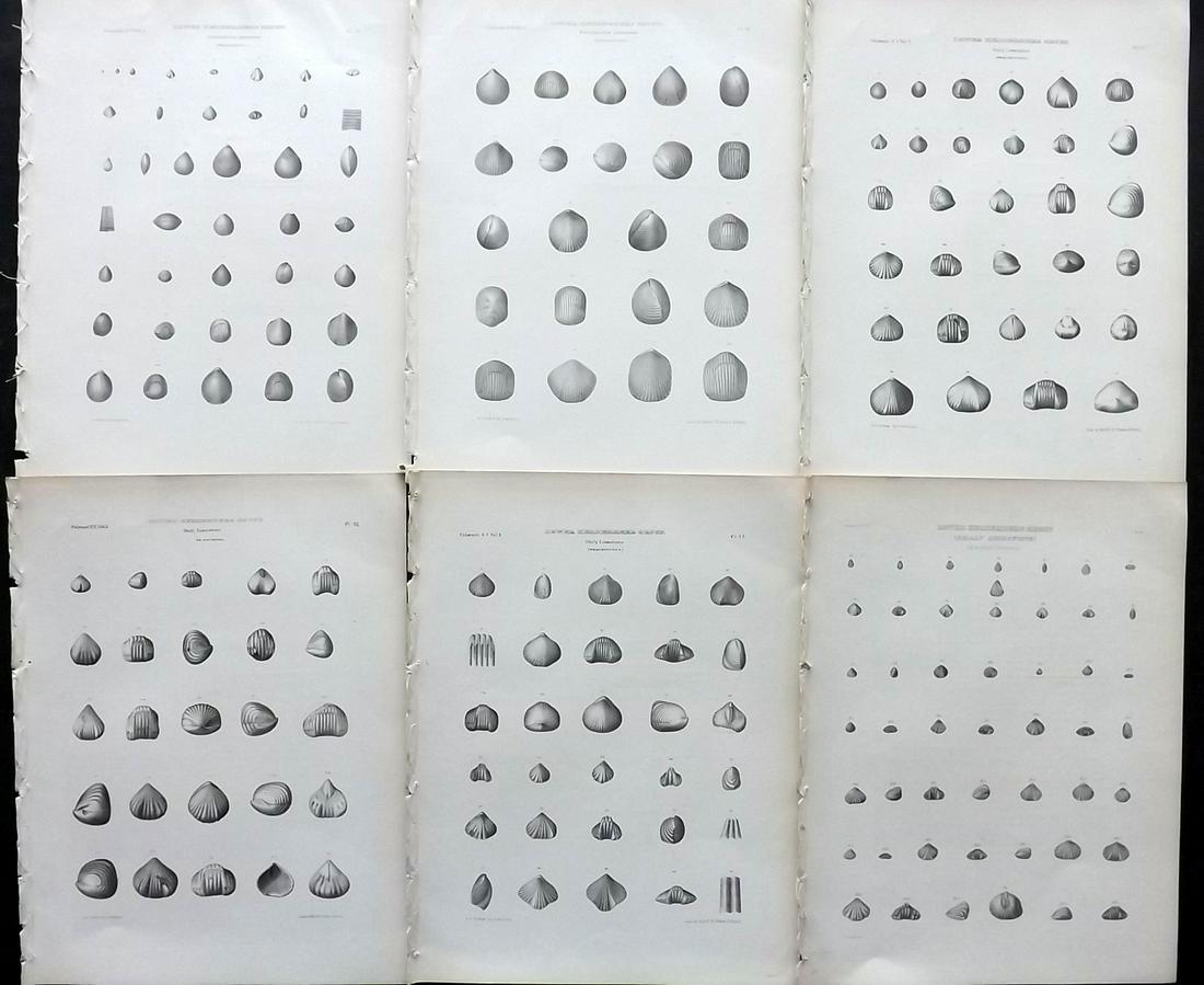 Paleontology New-York 1867 Lot 6 Fossil Shell Prints: Lithographs Published 1867, Albany for the "Palaeontology of New-York" by James Hall. Part of the "Natural History of New York" series. Paper Size: 11.5 x 9 inch (29 x 23cm) Good Condition