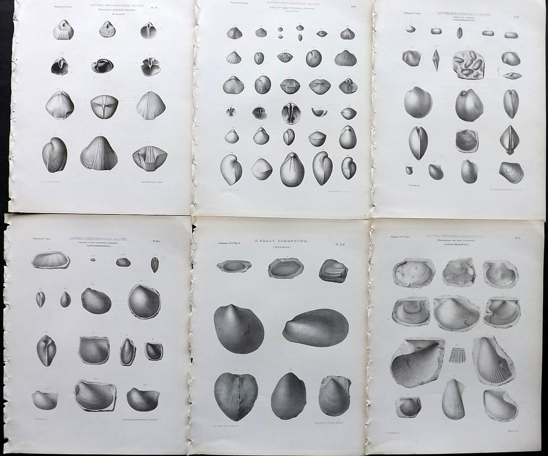 Paleontology New-York 1867 Lot 6 Fossil Shell Prints: Lithographs Published 1867, Albany for the "Palaeontology of New-York" by James Hall. Part of the "Natural History of New York" series. Paper Size: 11.5 x 9 inch (29 x 23cm) Good Condition