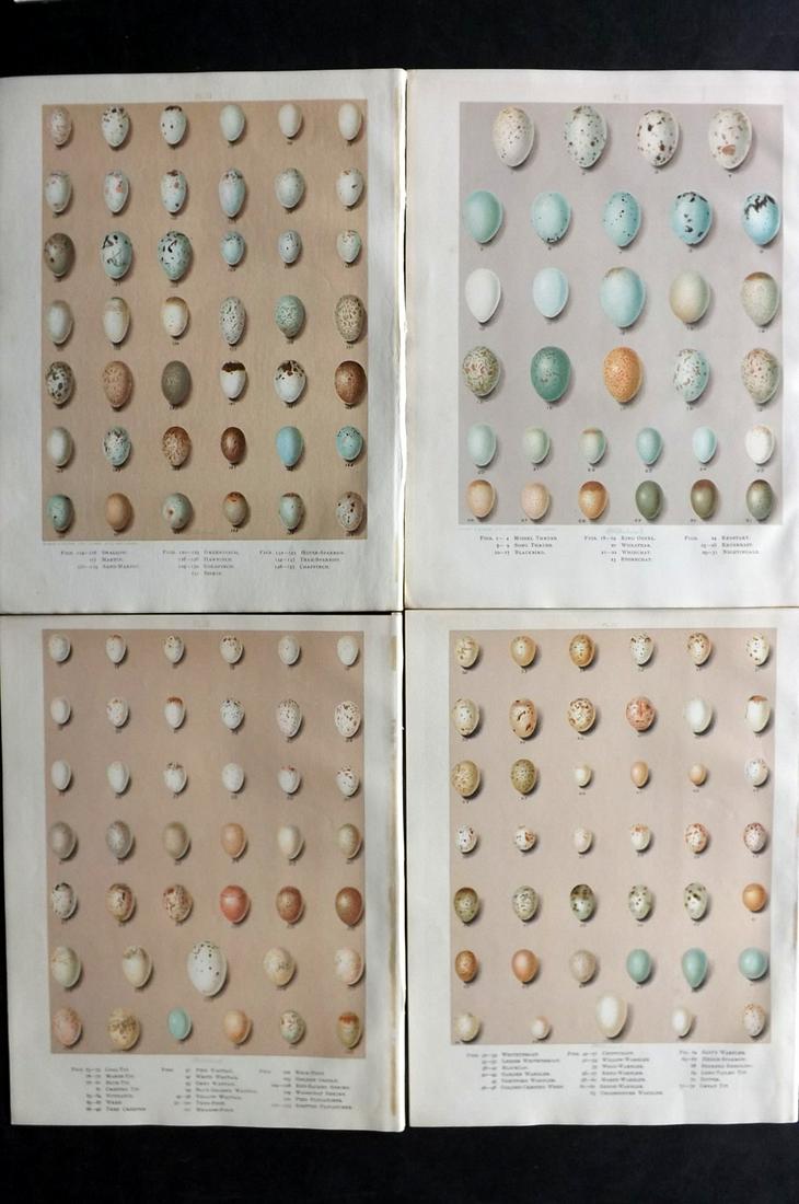 Butler, Arthur 1908 Lot of 4 Bird Egg Prints: Chromolithographs Published 1907-08, London for "Birds of Great Britain and Ireland..." by Arthur G. Butler. Illustrated by H. Gronvold & F. W. Frohawk. Paper Size: 11.5 x 9 inch (29 x 23cm) Good Cond