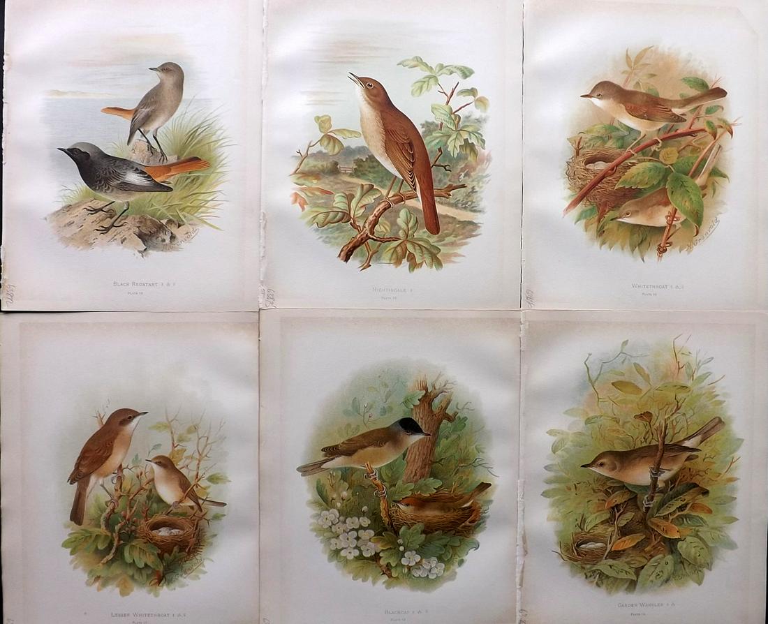 Butler, Arthur 1908 Lot of 6 Antique Bird Prints: Chromolithographs Published 1907-08, London for "Birds of Great Britain and Ireland..." by Arthur G. Butler. Illustrated by H. Gronvold & F. W. Frohawk. Paper Size: 11.5 x 9 inch (29 x 23cm) Good Cond