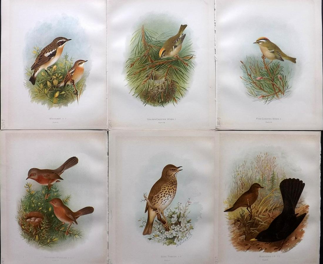 Butler, Arthur 1908 Lot of 6 Antique Bird Prints: Chromolithographs Published 1907-08, London for "Birds of Great Britain and Ireland..." by Arthur G. Butler. Illustrated by H. Gronvold & F. W. Frohawk. Paper Size: 11.5 x 9 inch (29 x 23cm) Good Cond