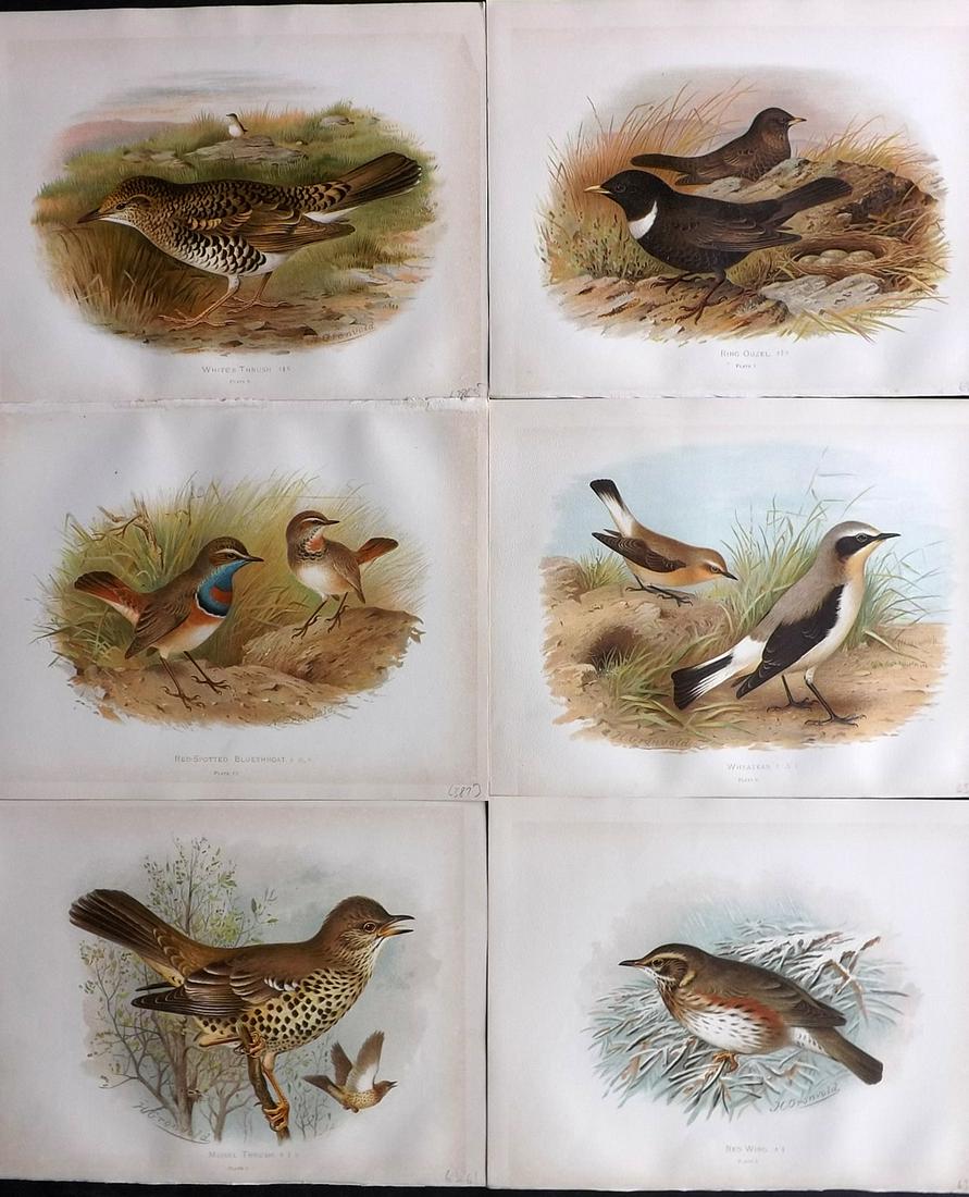 Butler, Arthur 1908 Lot of 6 Antique Bird Prints: Chromolithographs Published 1907-08, London for "Birds of Great Britain and Ireland..." by Arthur G. Butler. Illustrated by H. Gronvold & F. W. Frohawk. Paper Size: 11.5 x 9 inch (29 x 23cm) Good Cond