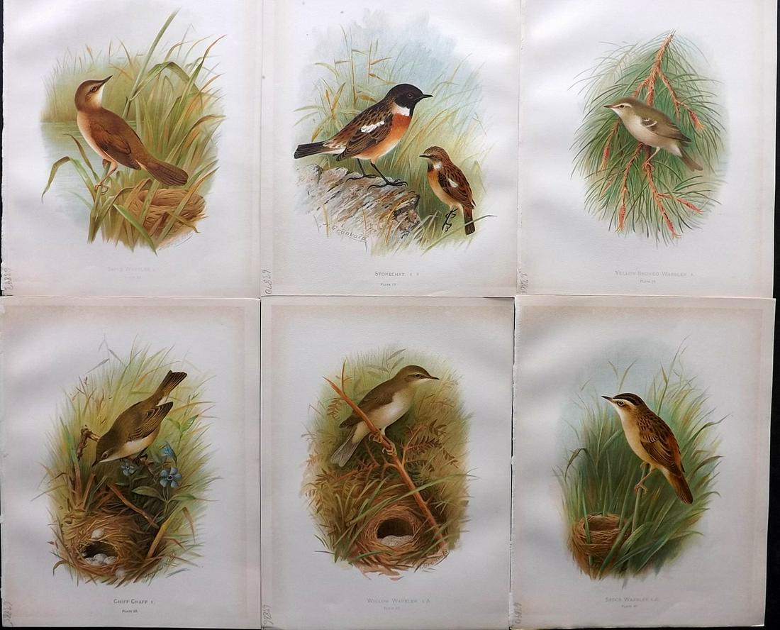 Butler, Arthur 1908 Lot of 6 Antique Bird Prints: Chromolithographs Published 1907-08, London for "Birds of Great Britain and Ireland..." by Arthur G. Butler. Illustrated by H. Gronvold & F. W. Frohawk. Paper Size: 11.5 x 9 inch (29 x 23cm) Good Cond