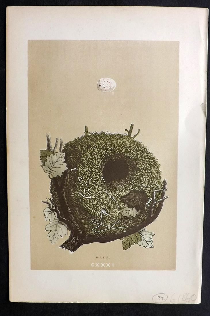 Morris, Francis 1896 Bird Nest Print. Wren: Woodblock Published 1896 by John C. Nimmo, London for "A Natural History of the Nests and Eggs of British Birds" By the Rev. Francis Orpen Morris, printed Benjamin Fawcett. Printed in colours and fini