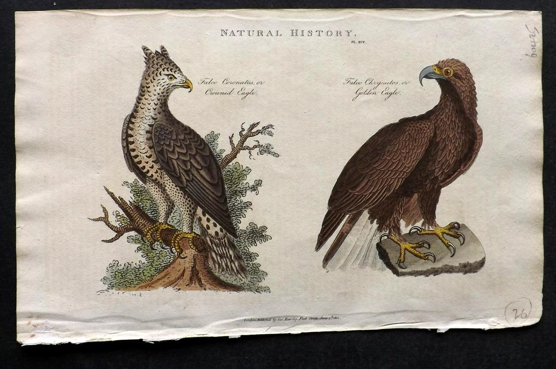 Pantologia 1813 HCol Bird Print. Crowned & Golden Eagle (1 of 2)