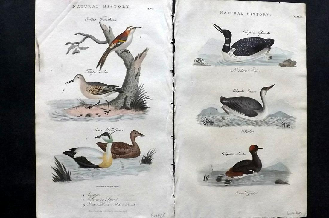 Pantologia 1813 Pair of HCol Bird Prints. Ducks etc (1 of 2)