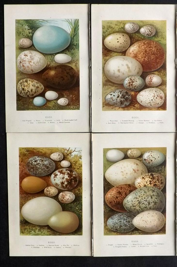 Swaysland, Walter 1883 Lot of 4 Bird Egg Prints. 1st Ed (1 of 2)