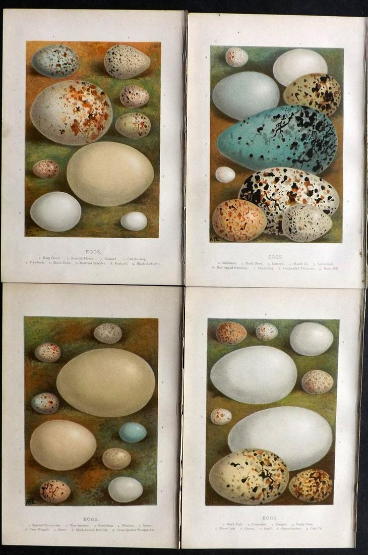 Swaysland, Walter 1883 Lot of 4 Bird Egg Prints. 1st Ed (1 of 2)