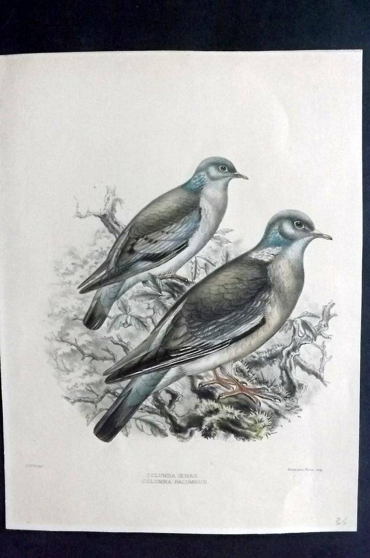 Wyatt, Claude 1894 Rare Folio HC Bird. Wood Pigeons (1 of 2)