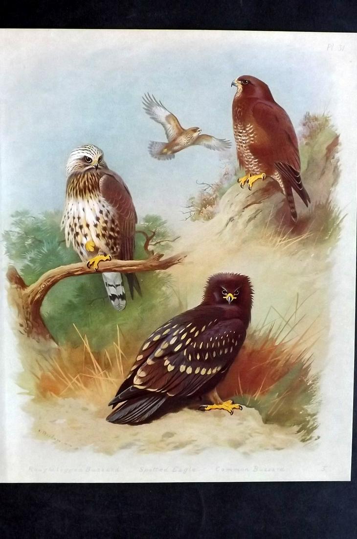 Thorburn, Archibald 1918 Bird. Buzzard, Spotted Eagle (1 of 2)