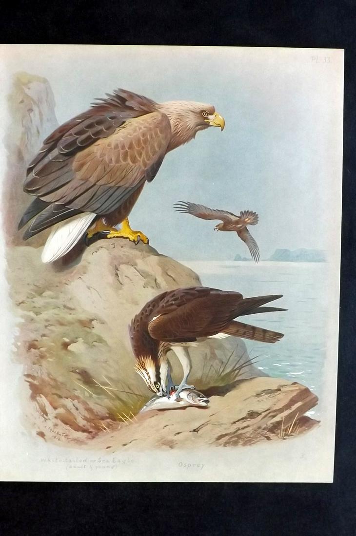 Thorburn, Archibald 1918 Bird Print. Sea Eagle, Osprey (1 of 2)