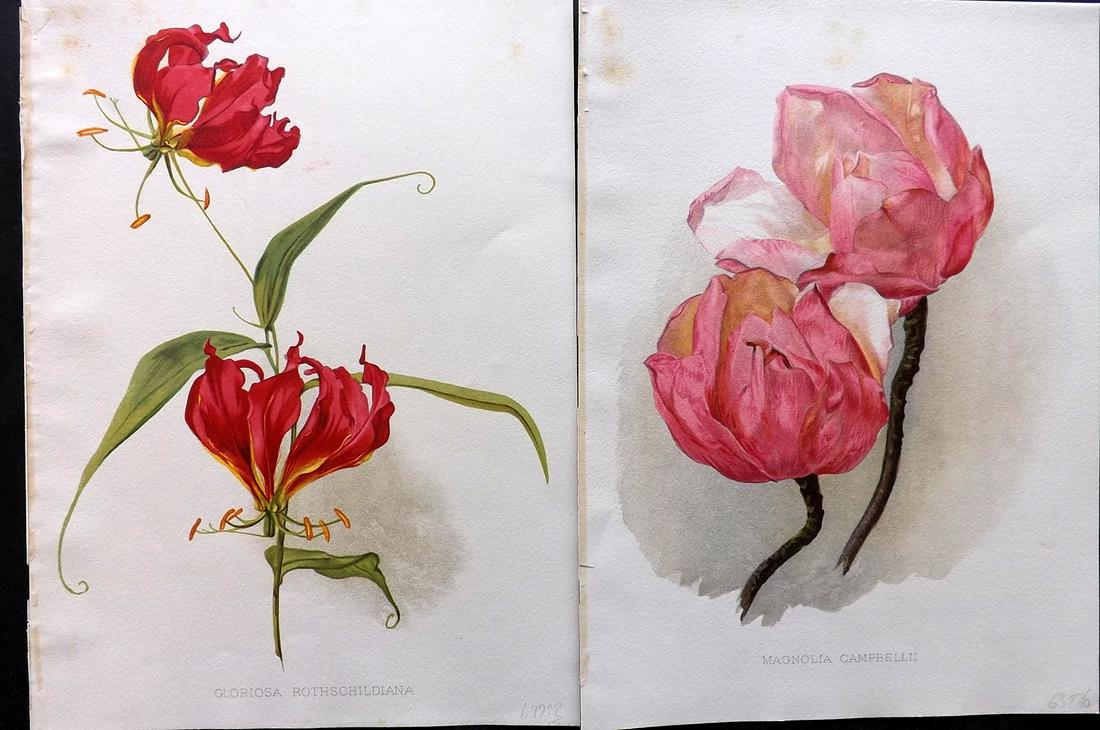 Moon, Henry 1905 Pair of Folio Botanical Prints: Chromolithographs Published 1903-05, London for "Flora and Sylva" by William Robinson. Illustrated by Henry G. Moon. Paper Size: 12.5 x 9.5 inch (32 x 24cm) Minor margin toning, otherwise Good Conditi